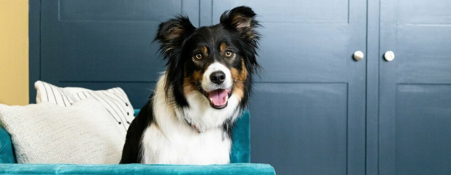 Dog store named happy